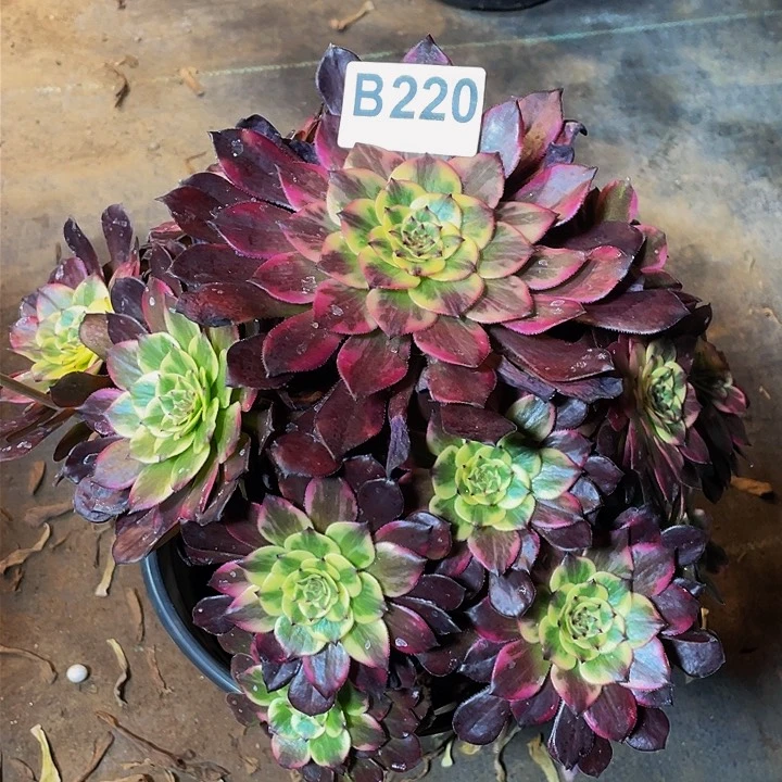 多肉法师220号烟花不包损