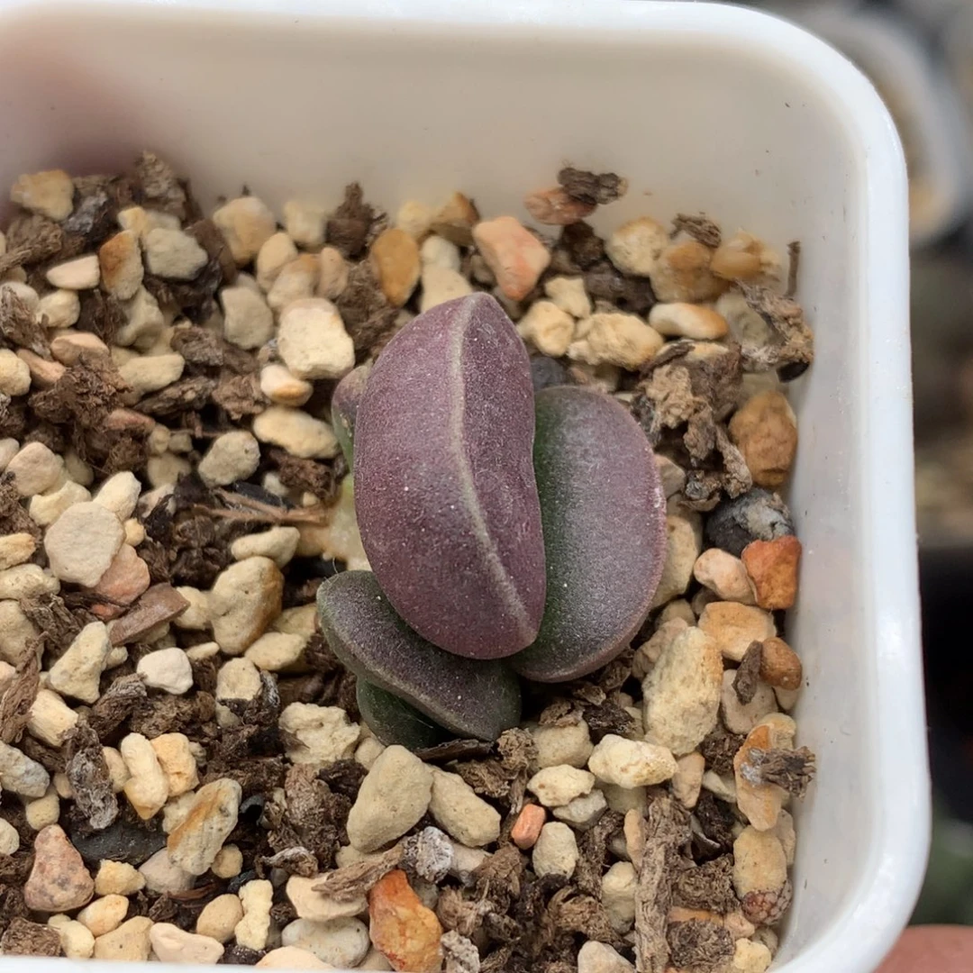 满斑花蛋一物一拍带盆发