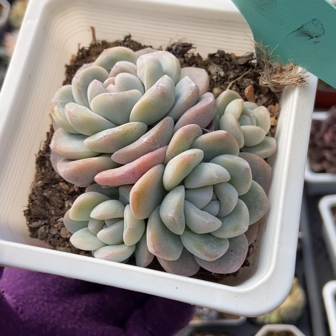 221冰玉多肉植物保护