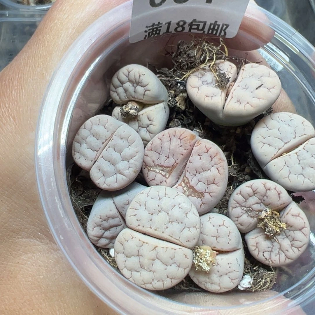 【闪购商品】064……