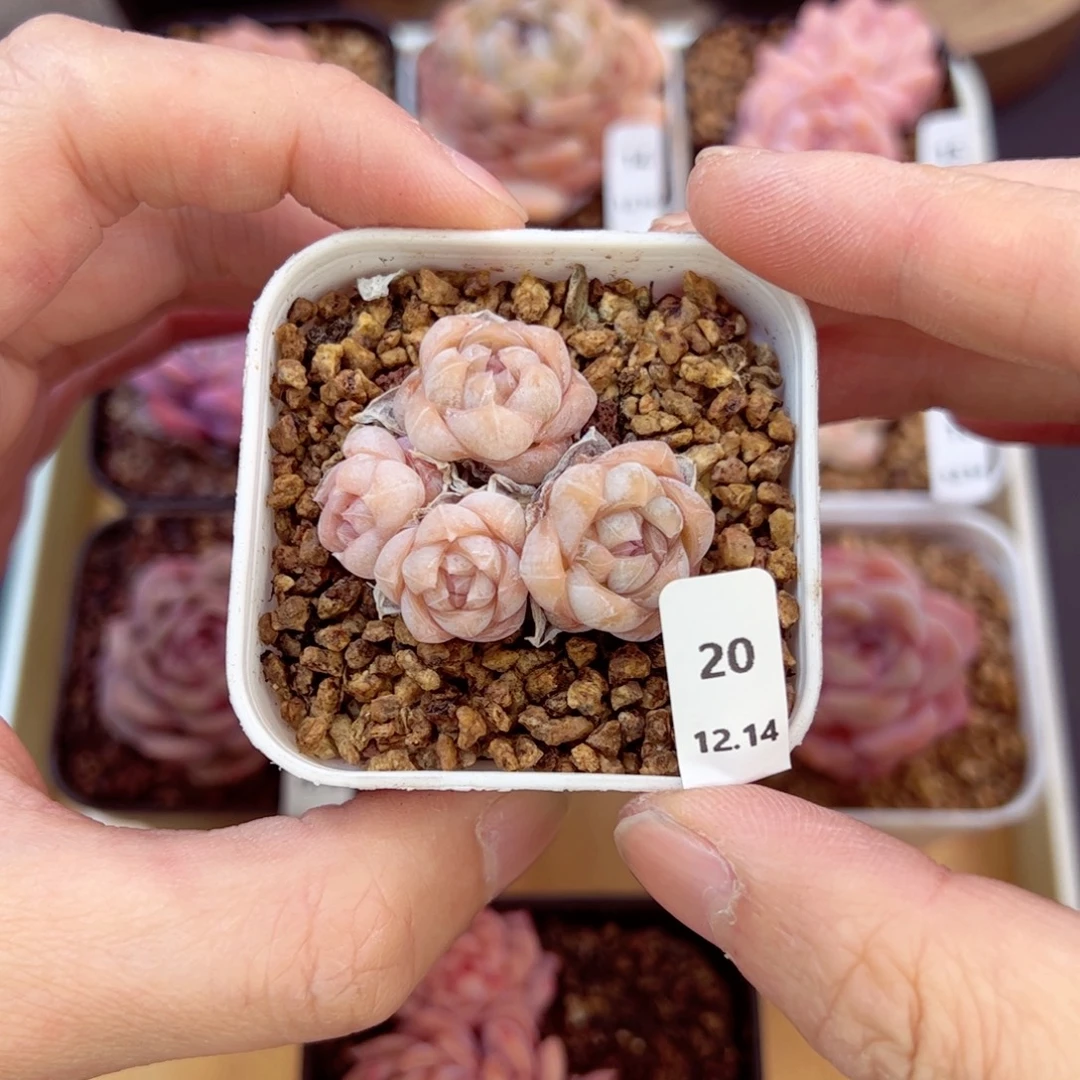 好好看20、哈哈哈哈