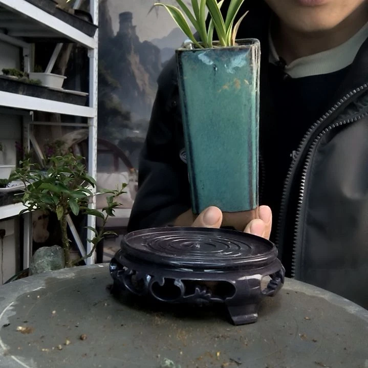 豆*小盆景小植物一物一拍131