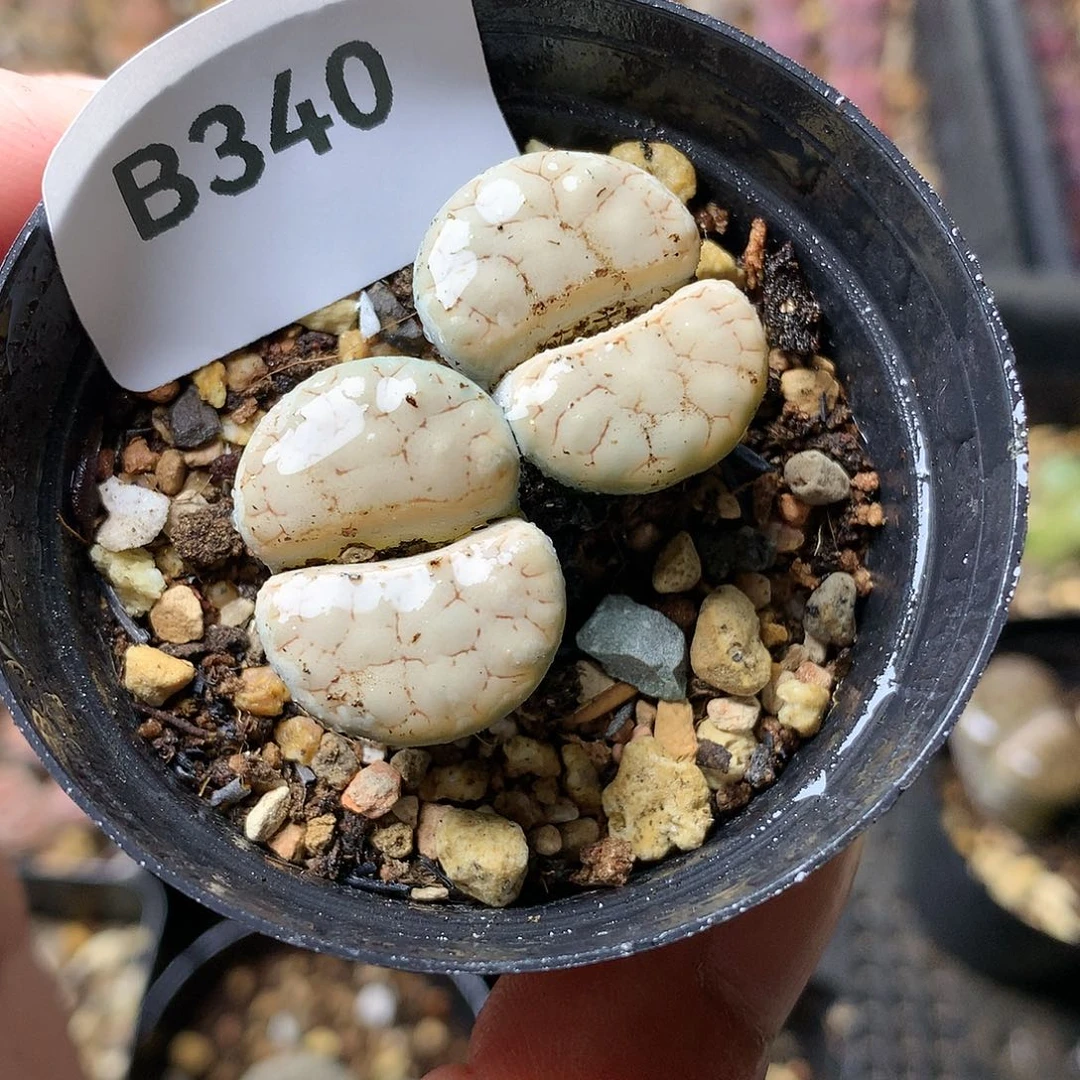 B340多肉植物保护