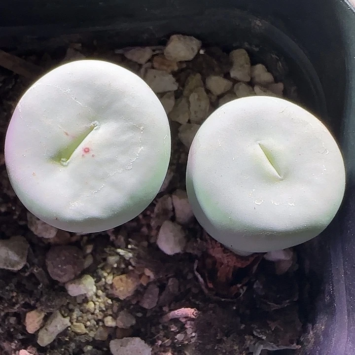 开播福利活动。  647