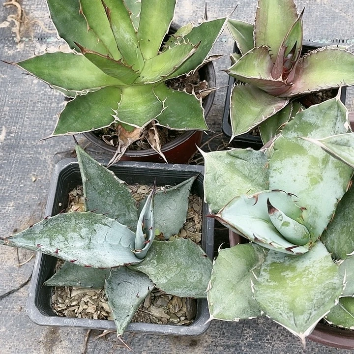 无花朵福利套餐4个品种