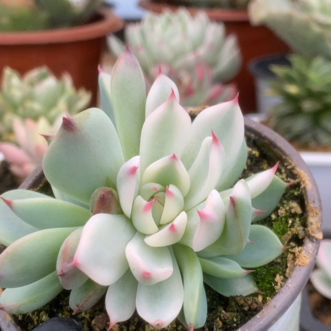 060锦锦锦锦锦锦锦锦锦