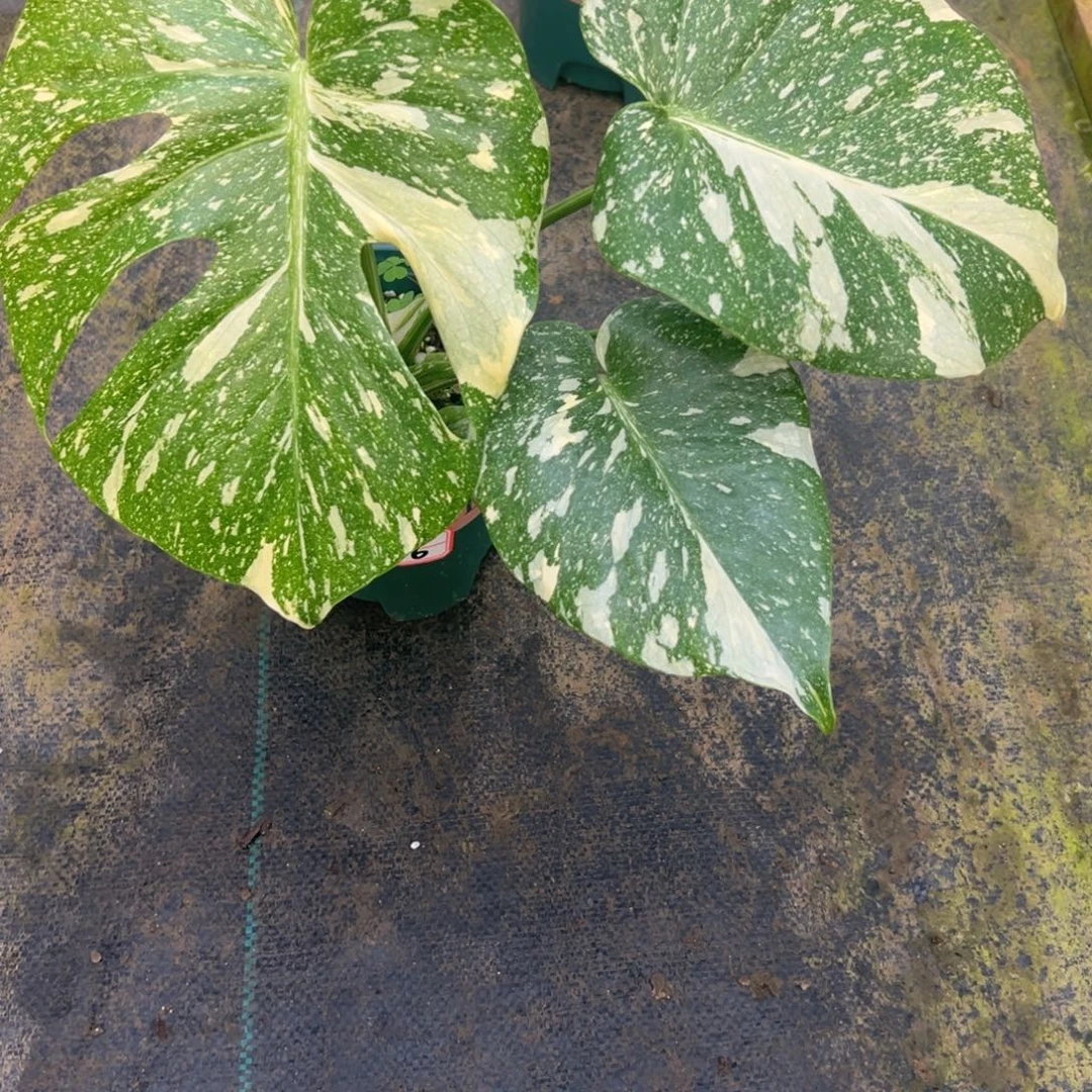 s***人完全开放16号洒金龟背竹