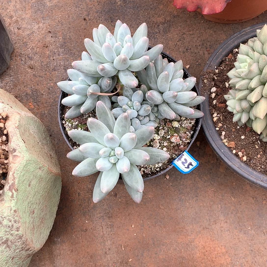 425乌拉奶一物一拍多肉