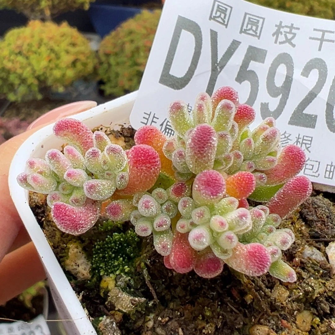 dy5926小精控冰晶锦冠幅3.5cm