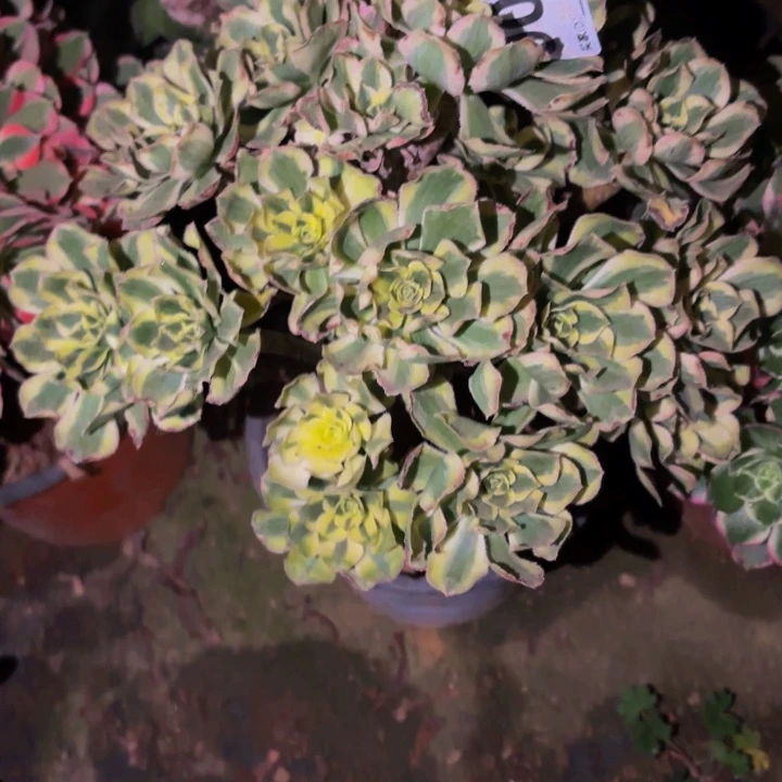 901白兰地多肉植物不售后