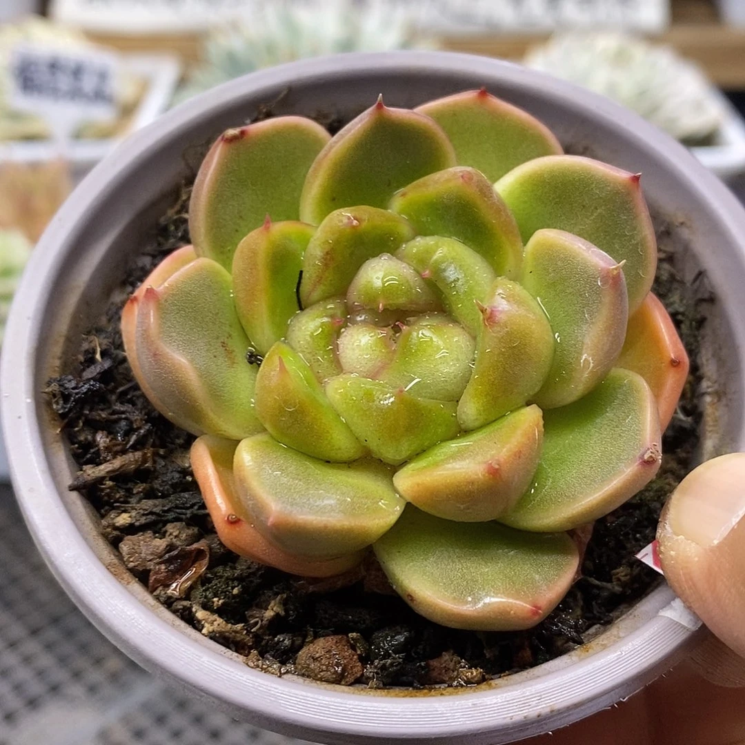 2619 皮艾拉珍妮
