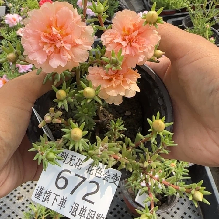 无花朵672超小苗盆口10cm