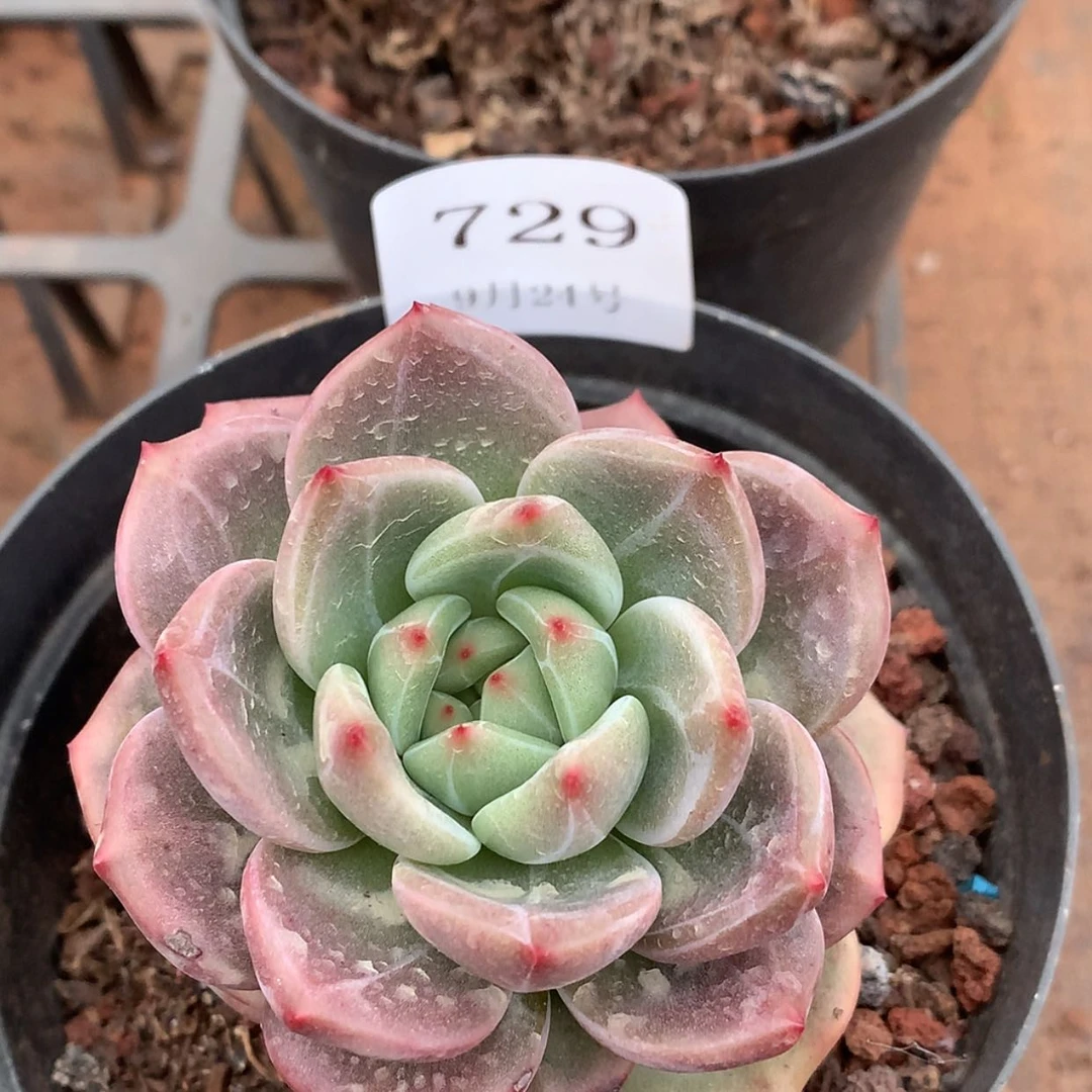 【闪购商品】云729号香槟6厘米
