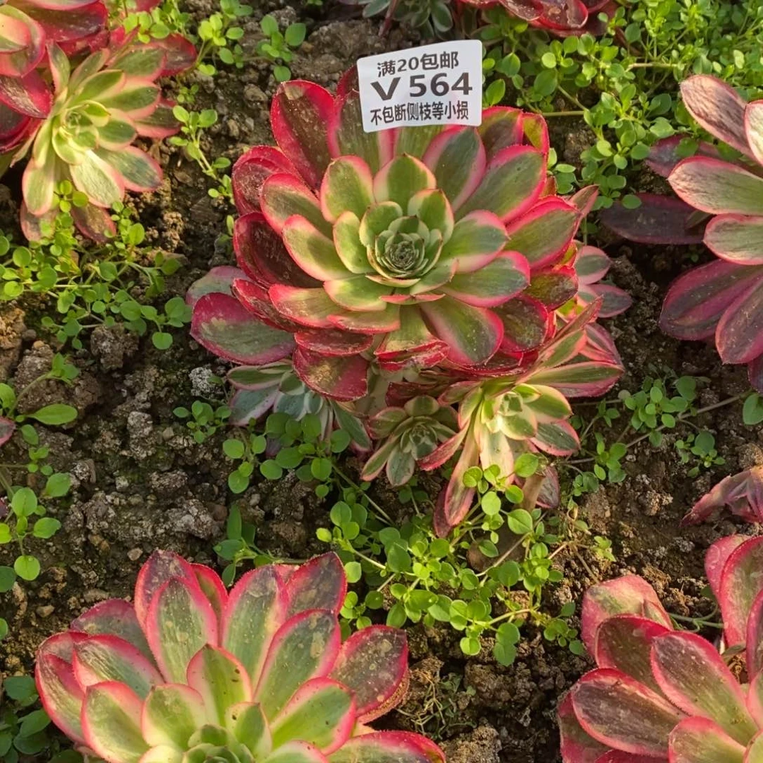 宁*564荔枝多肉法师锦