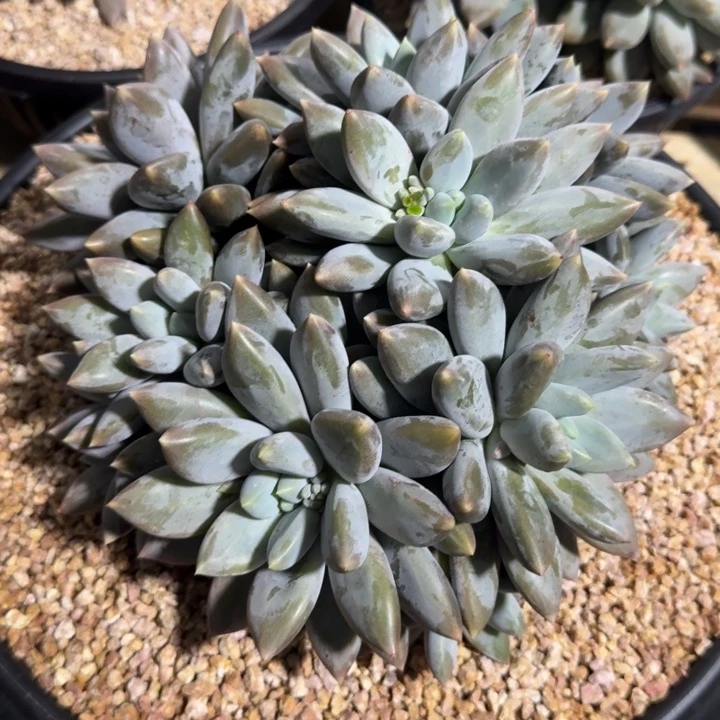 用***1多肉植物哥特萝莉