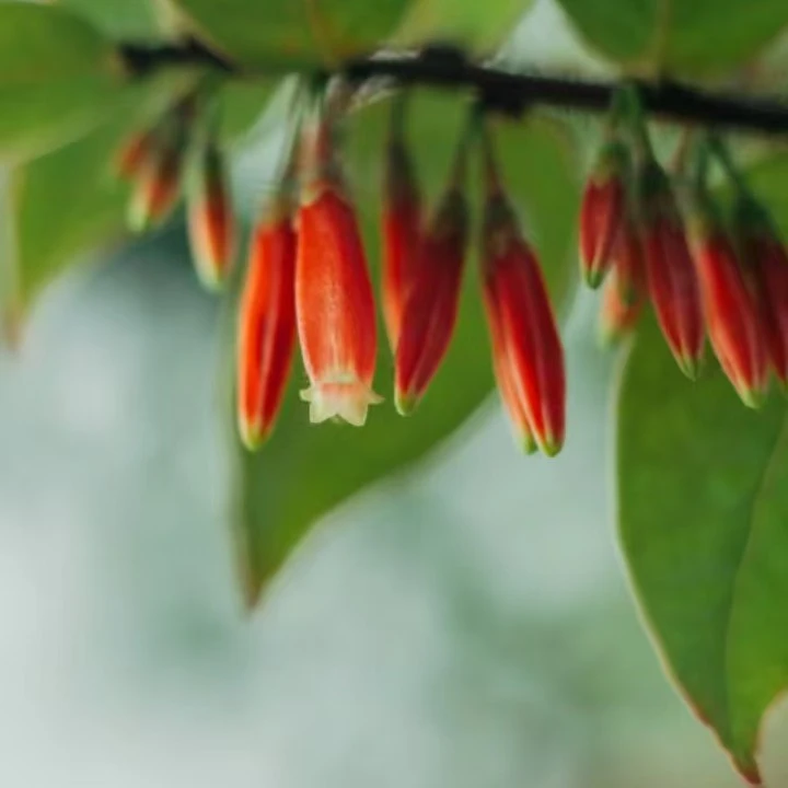红花米叶五翅莓，开花结果