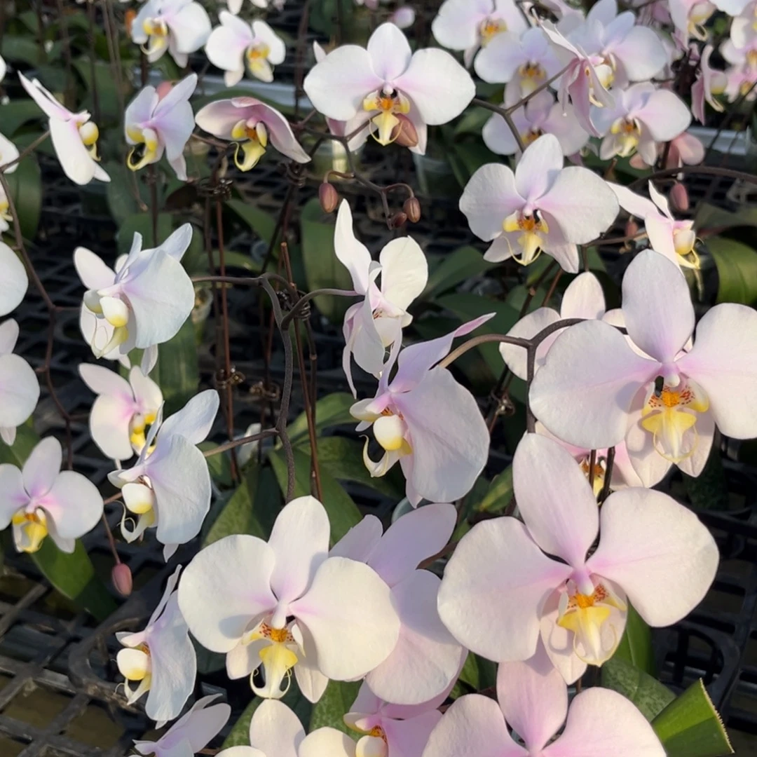 完全开放3寸山採西交沙巴阿妈开花株