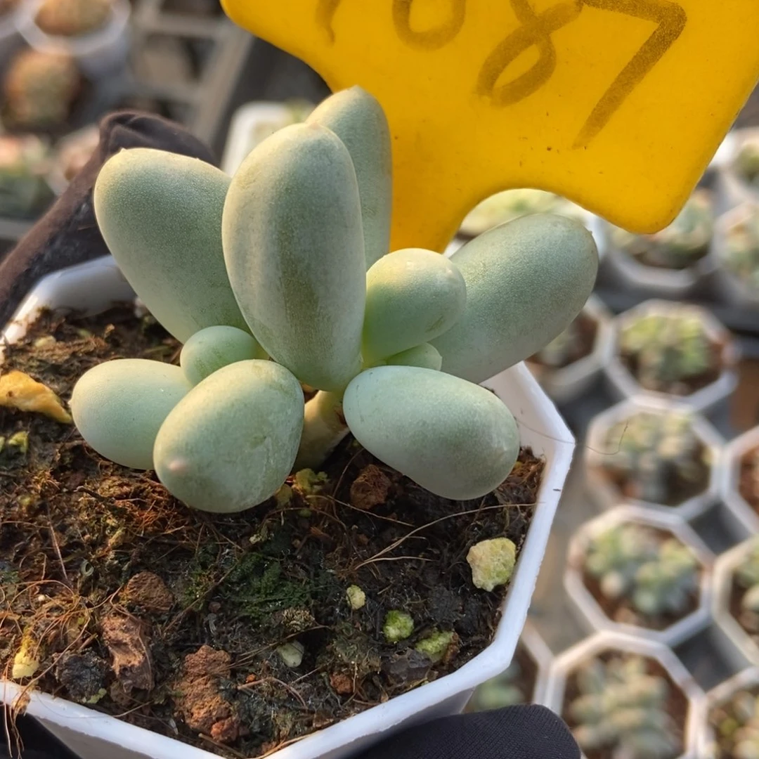 1087米可奶多肉植物保护