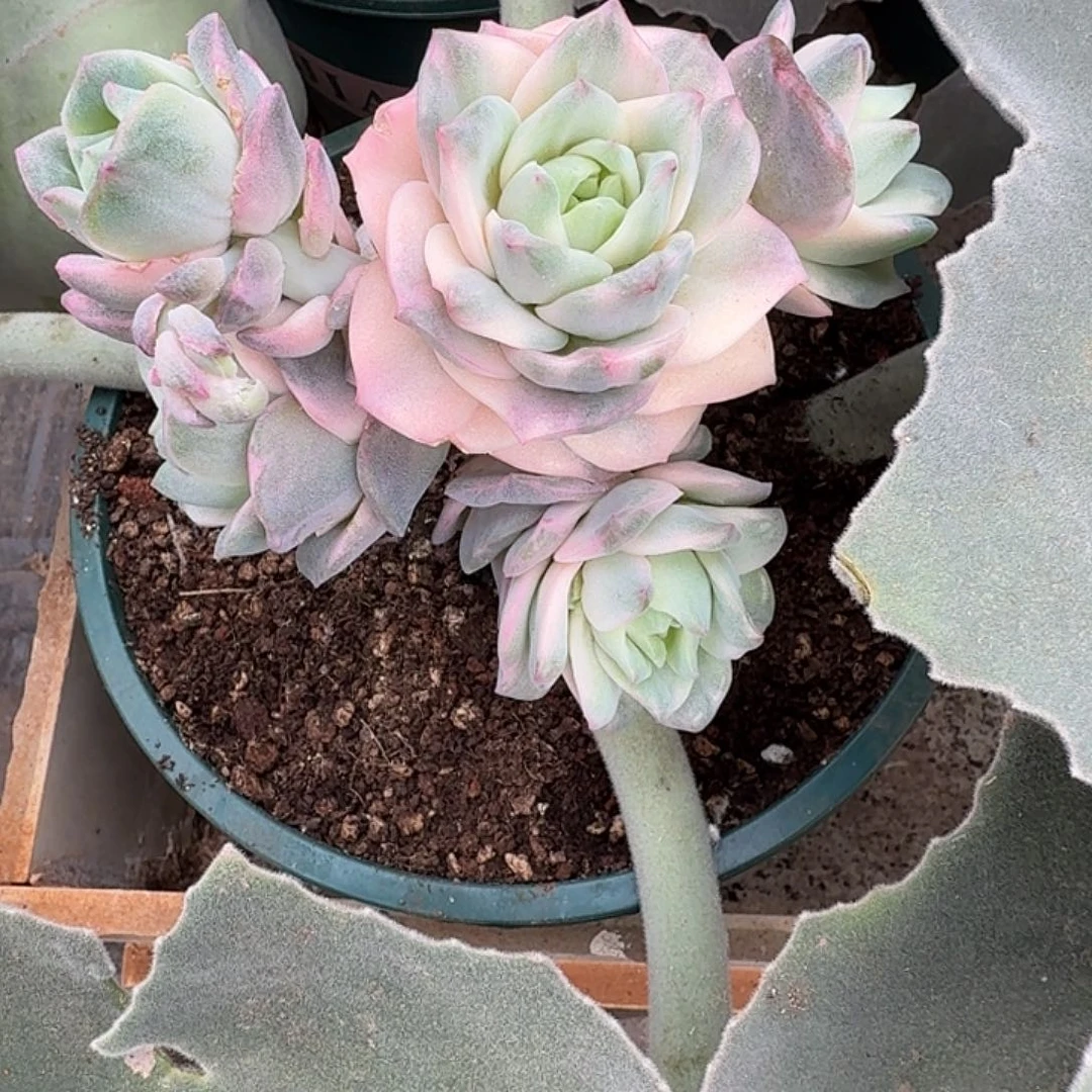 五头可爱玫瑰锦111122-301