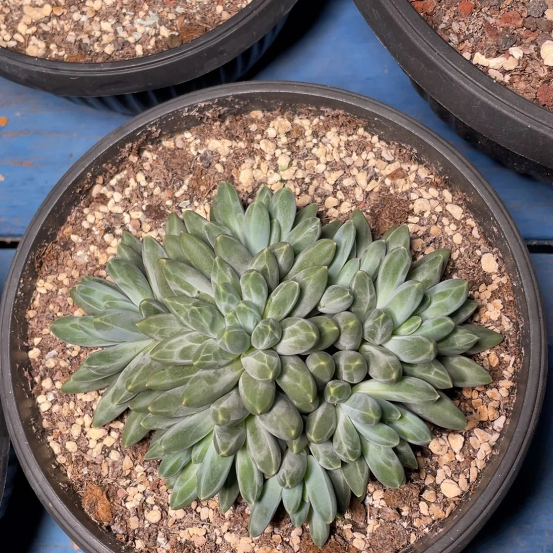 伊卡鲁斯多肉植物