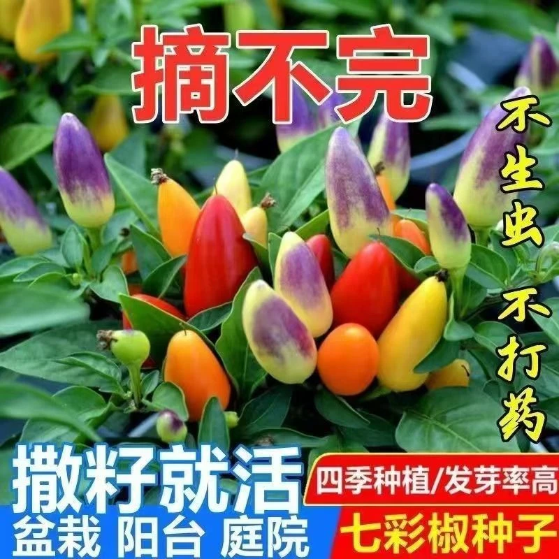 七彩椒辣椒蔬菜种子