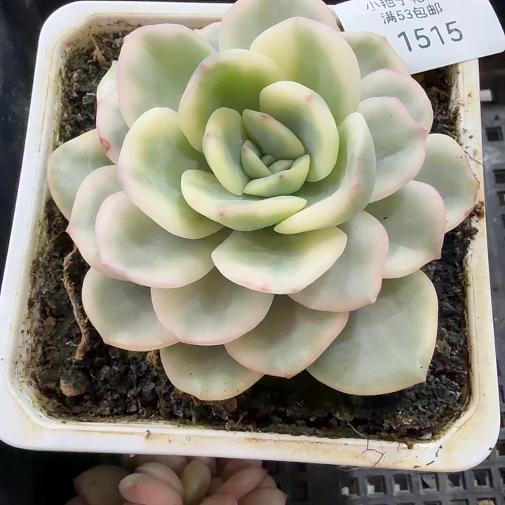 1515友谊锦多肉植物38包邮