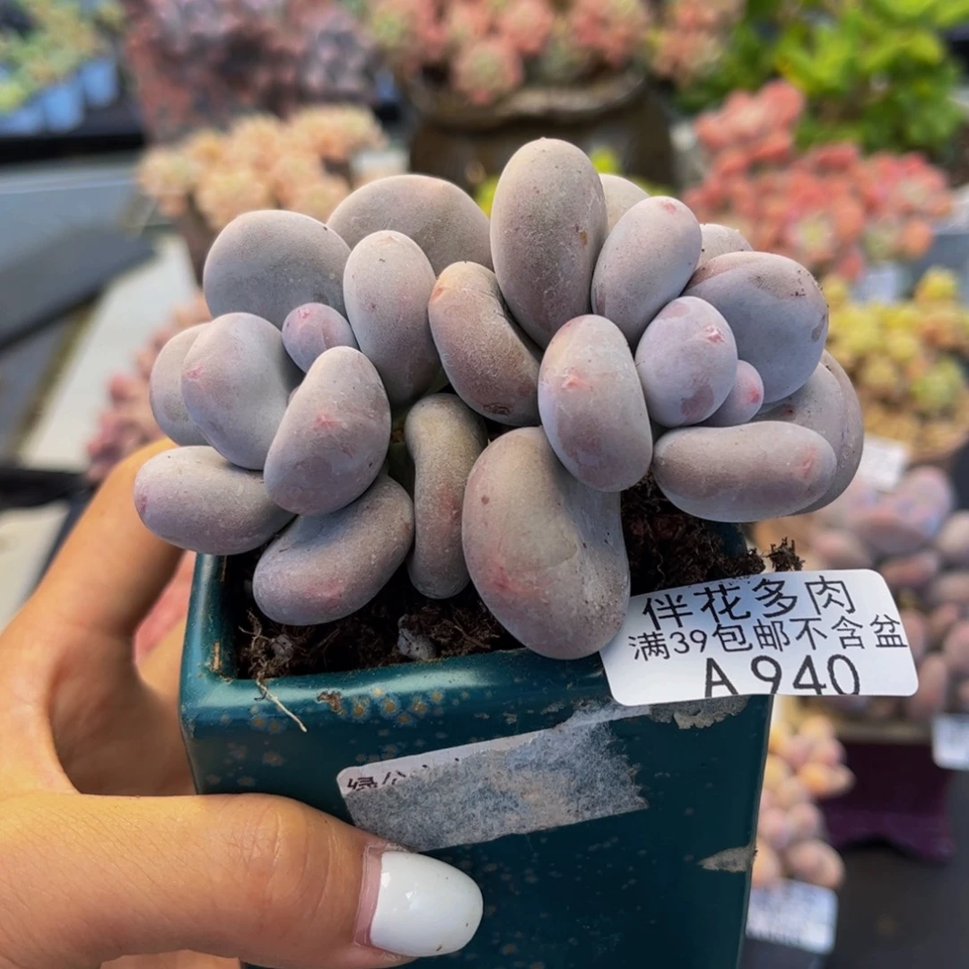 940-黄金大叶奶酪多肉7cm