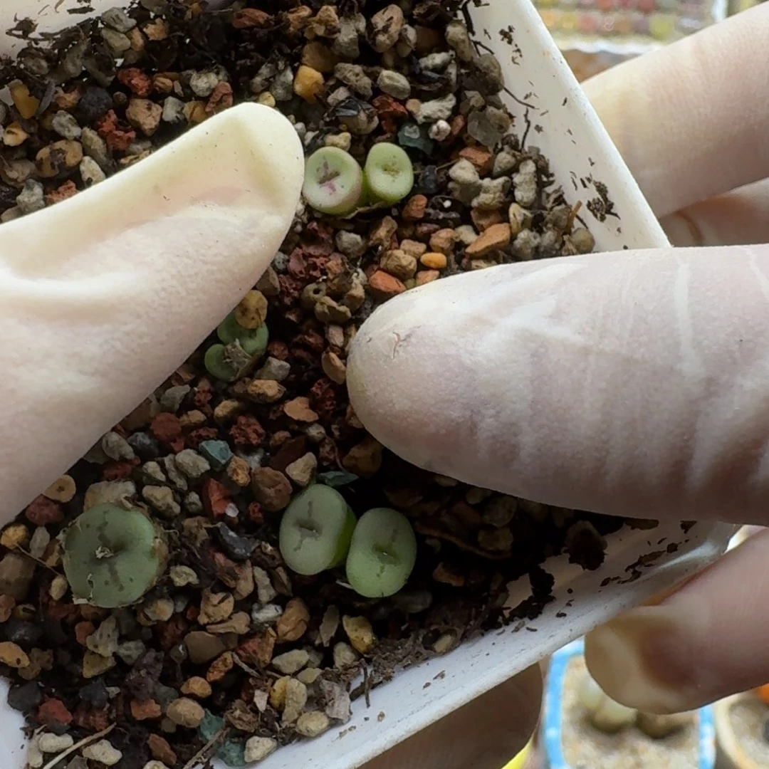 是****1116-036肉锥肉锥肉锥