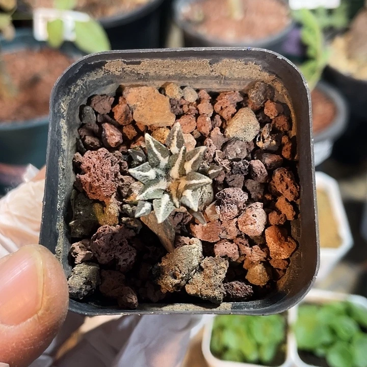 006实生黑牡丹仙人球