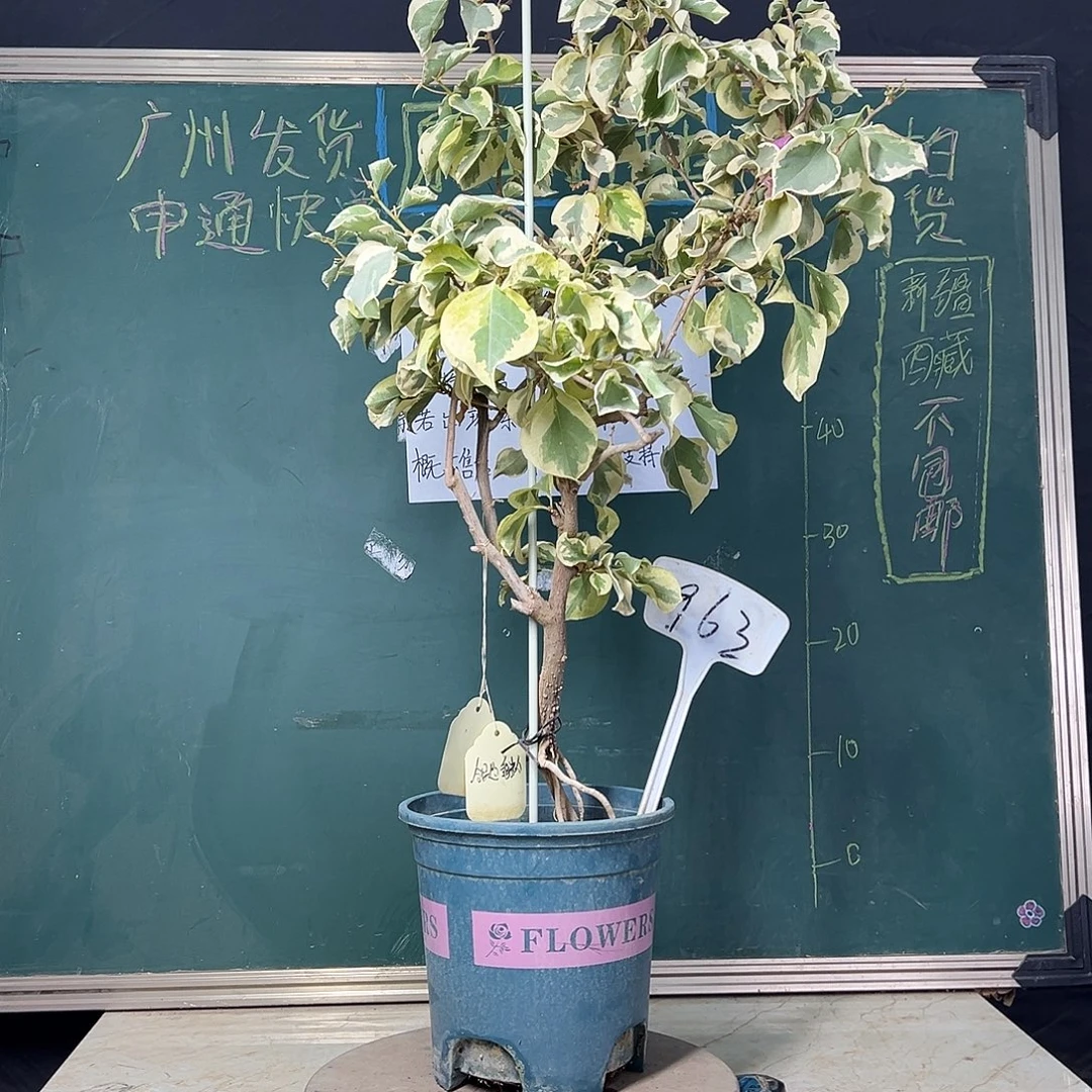 依****完全开放高75CM 斑叶重瓣粉 原生树头 963