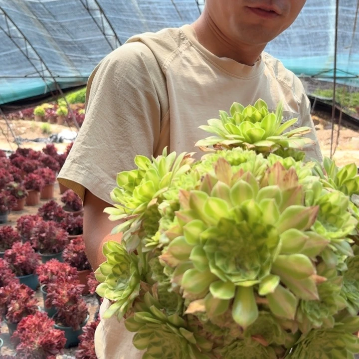知否好看好养精品