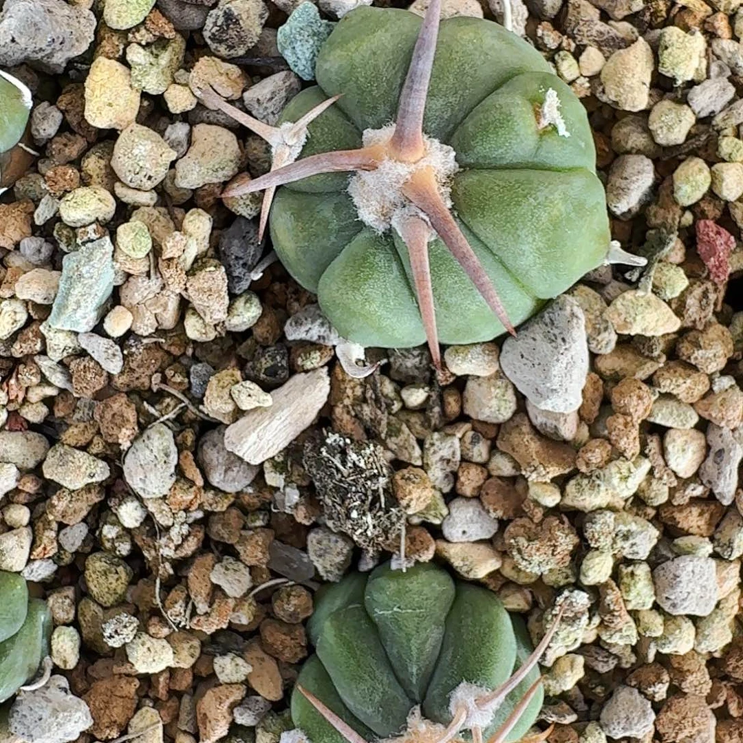 直播间，叉叉姐姐，专拍，
