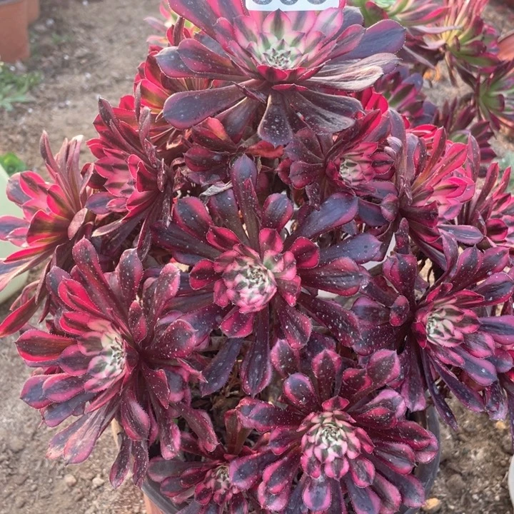 603多肉植物黑铜白有断枝