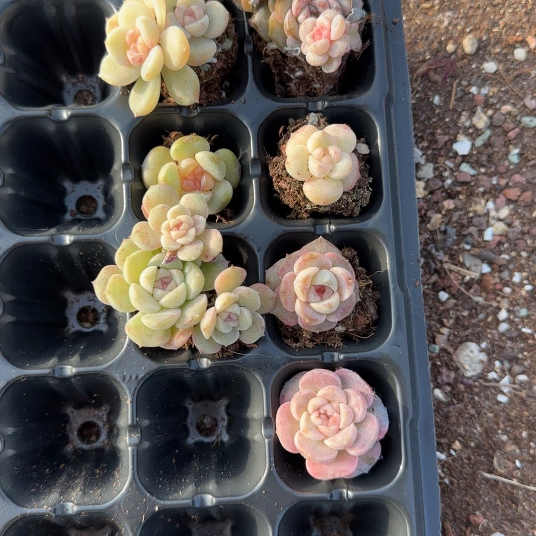 小***主小卡拉米糖心一物一拍多肉