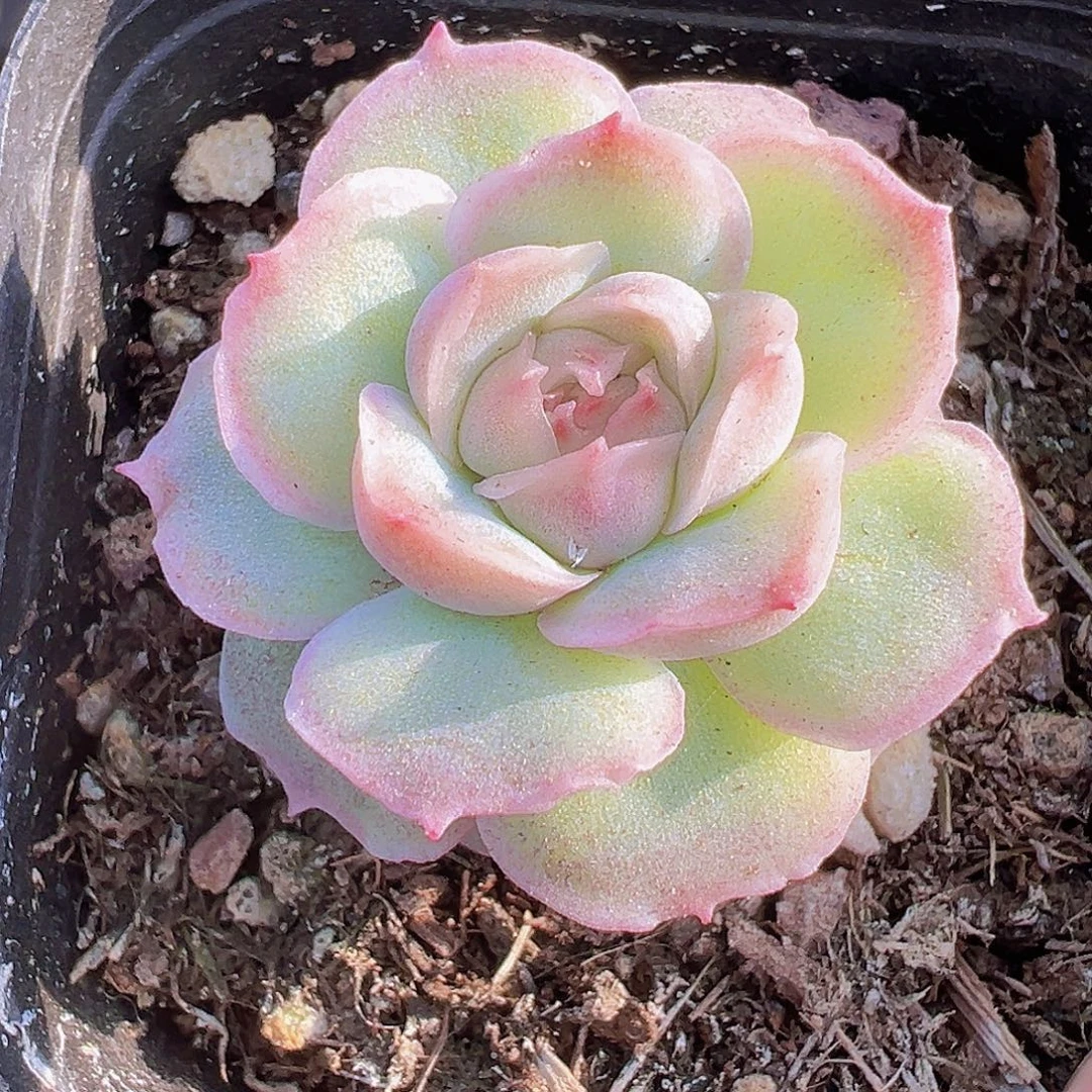 虾饺19包邮多肉植