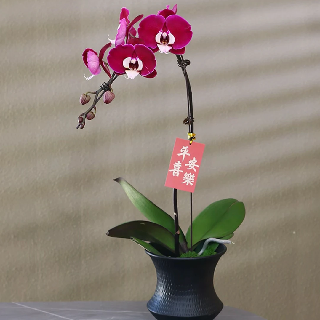 蝴蝶兰室内花卉稀有品种带花带盆种好发货家居摆件高档花卉