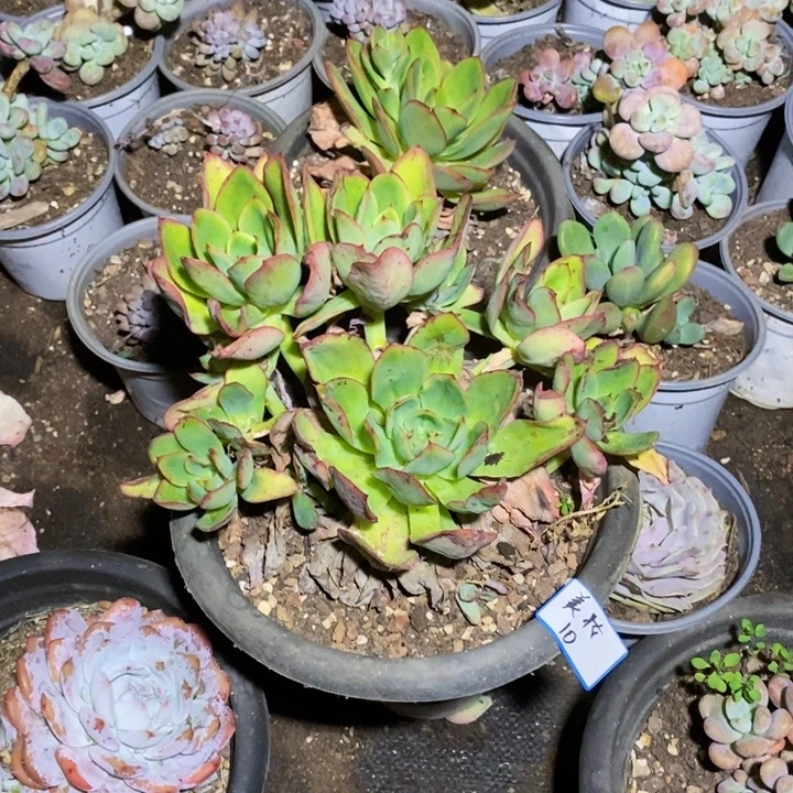 美***）一物一拍一物一拍