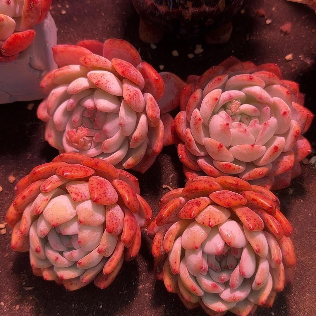 红血橙特价四课一组