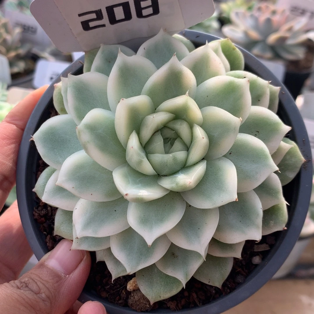 208白瓷麦秆锦锦锦锦