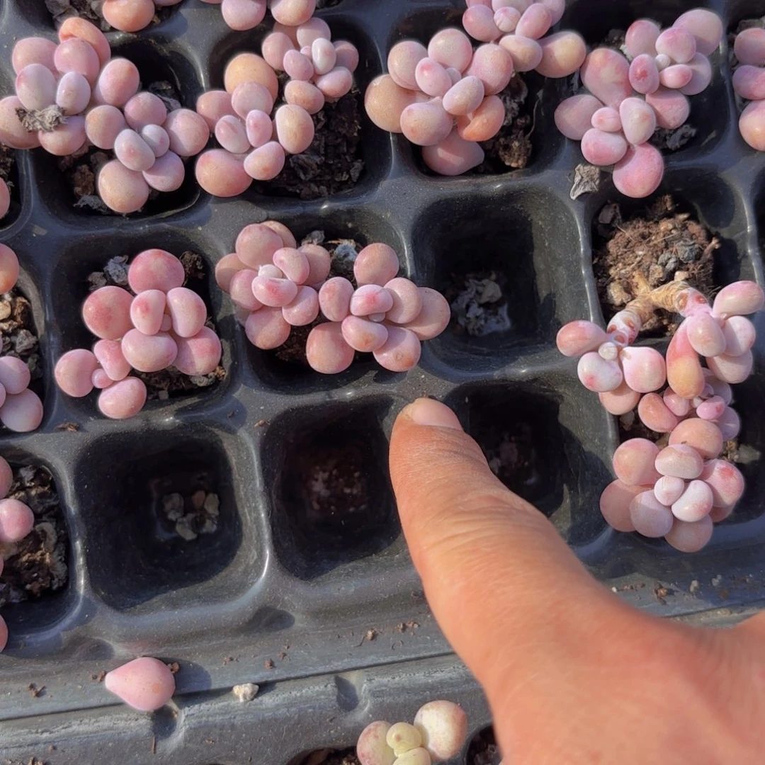 腰子蛋双头一颗量拍