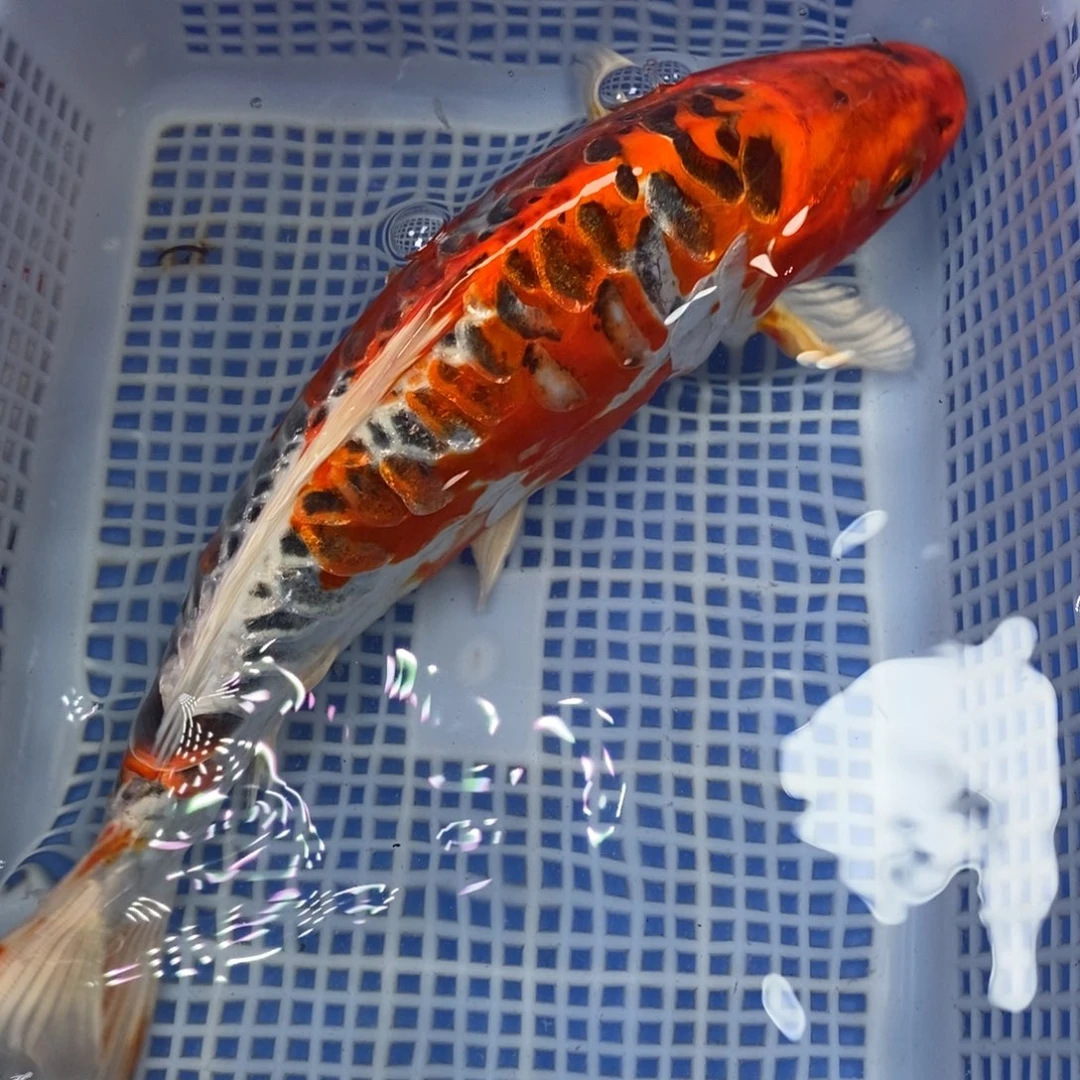 锦鲤冷水锦鲤包邮