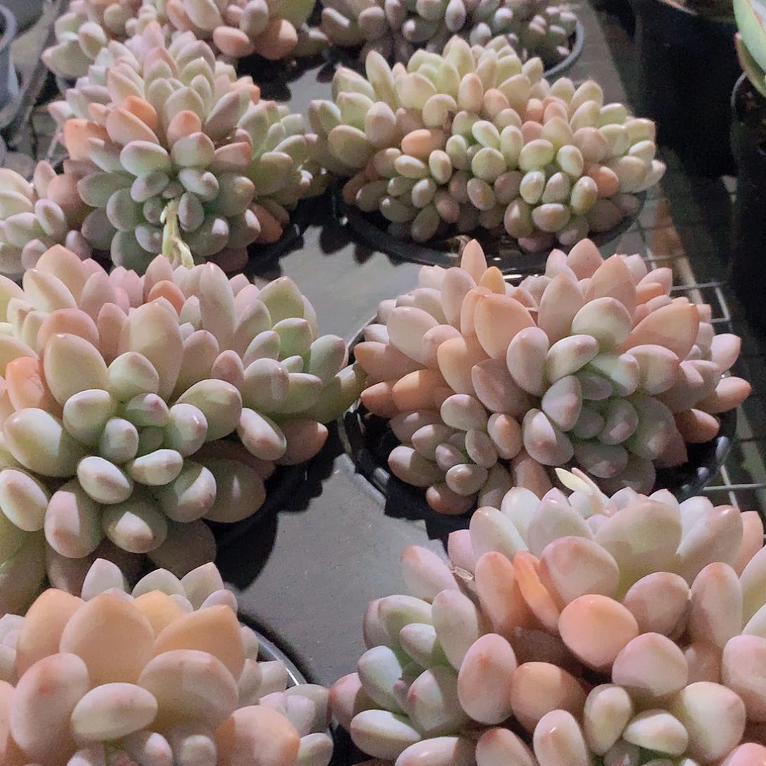 大香水群23457789900000