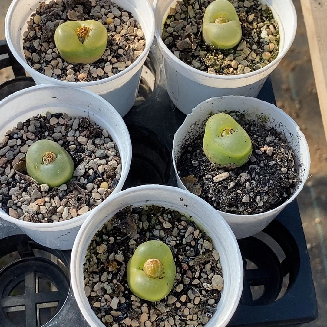 O泡 5盆 带盆发货