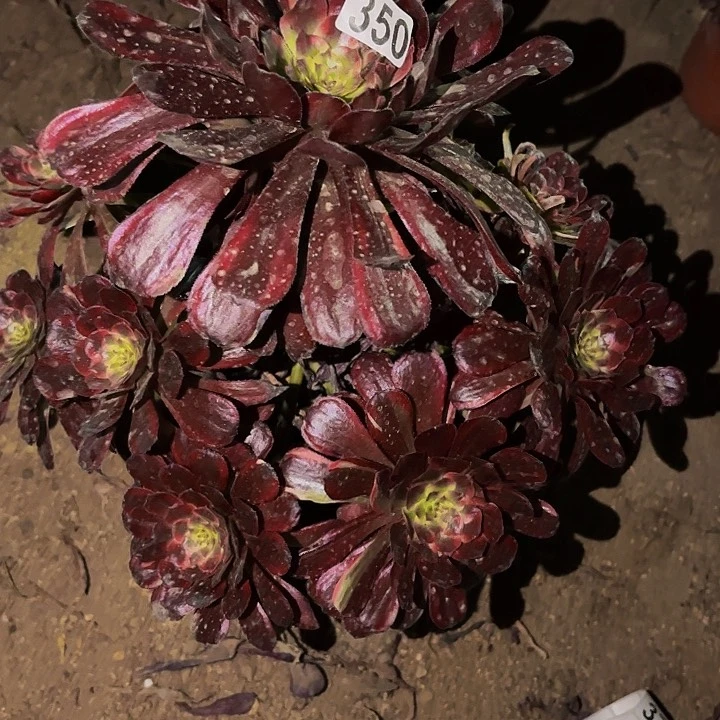 350同花顺多肉植物