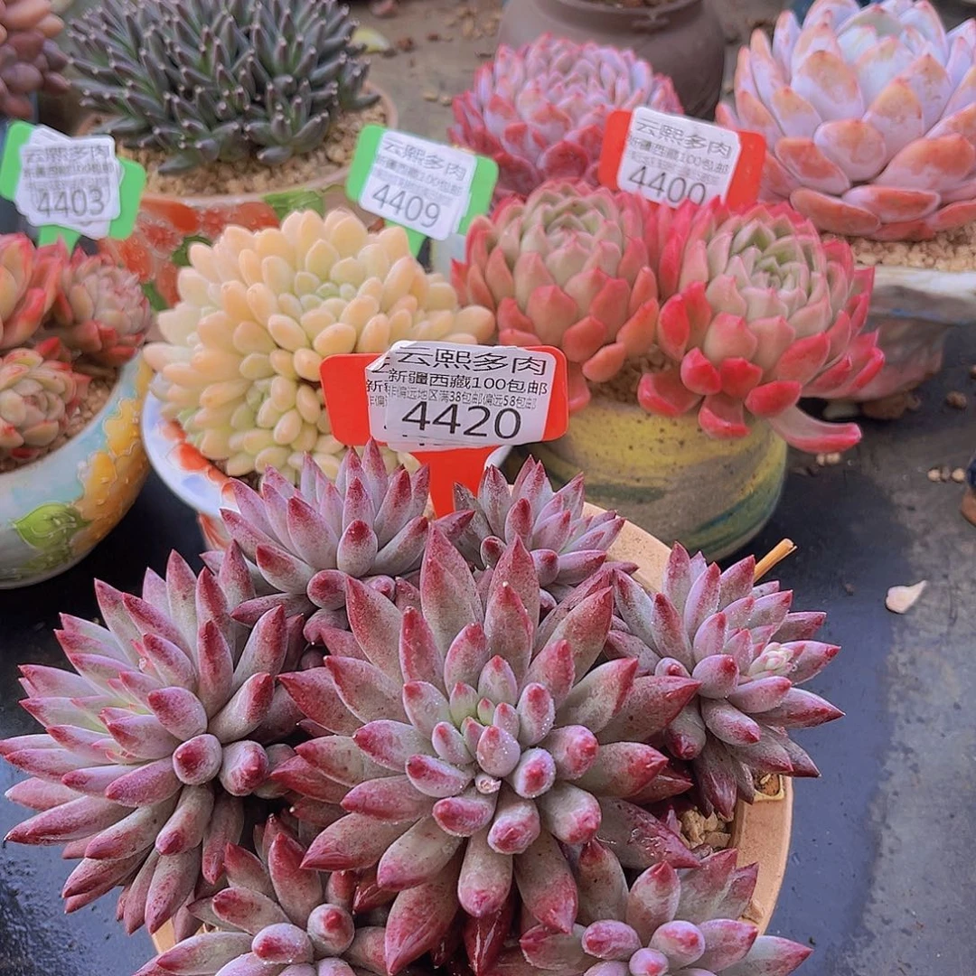 4420流沙虞多肉植物