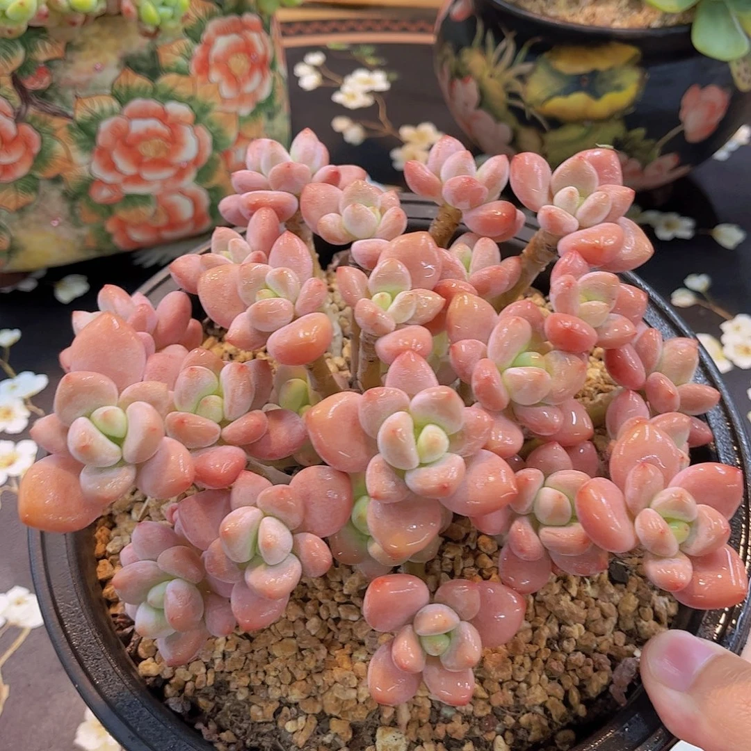 韩版樱花罗琦多肉