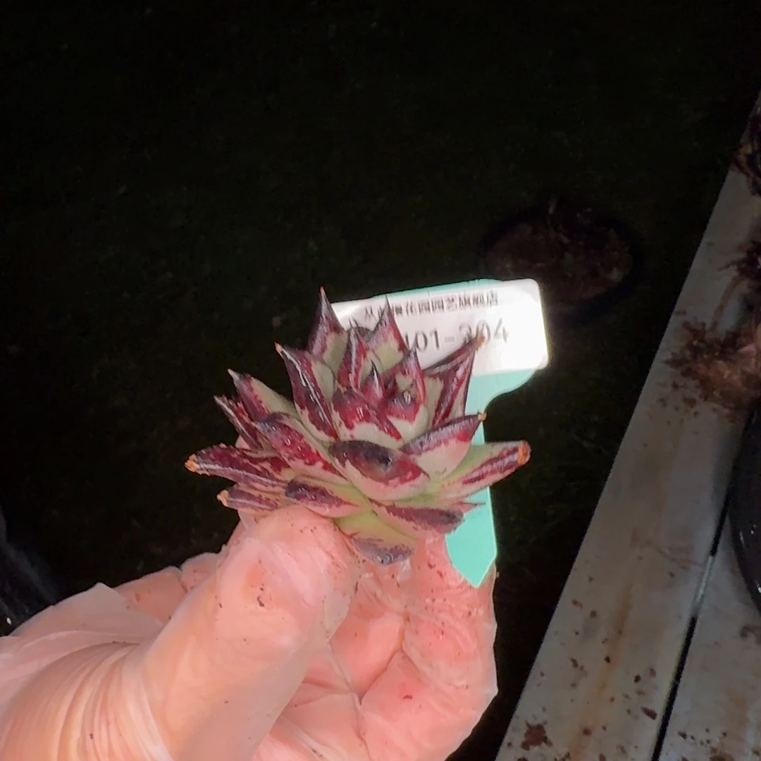 从前慢花园多肉编号0101-204