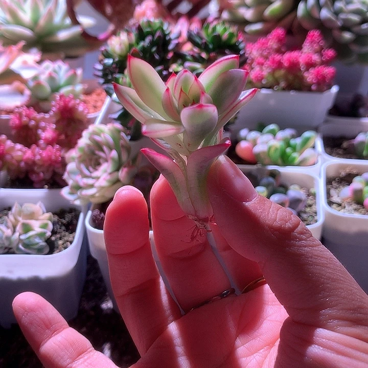 不知名小福利有根
