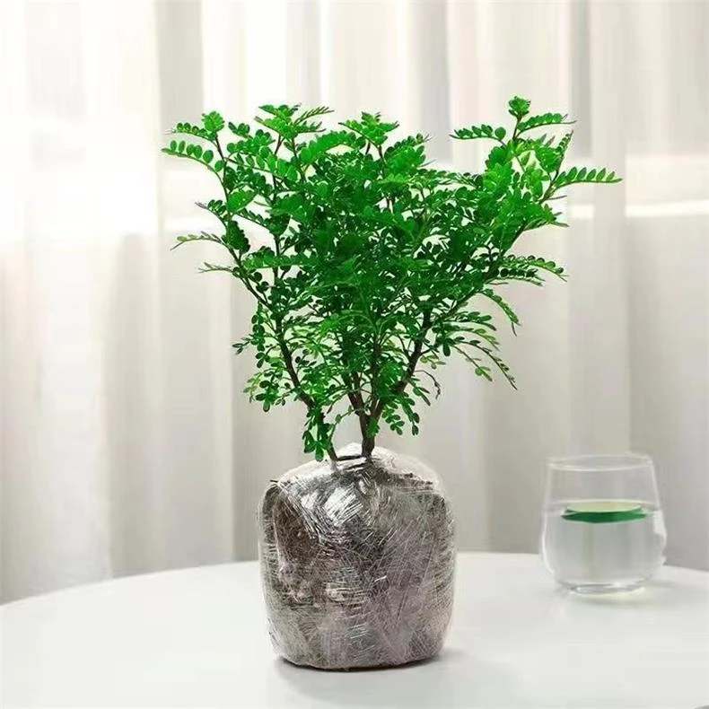 【赶走蚊虫虫】驱蚊虫清香胡椒木盆栽净化空气除甲醛防蚊绿植胡椒木