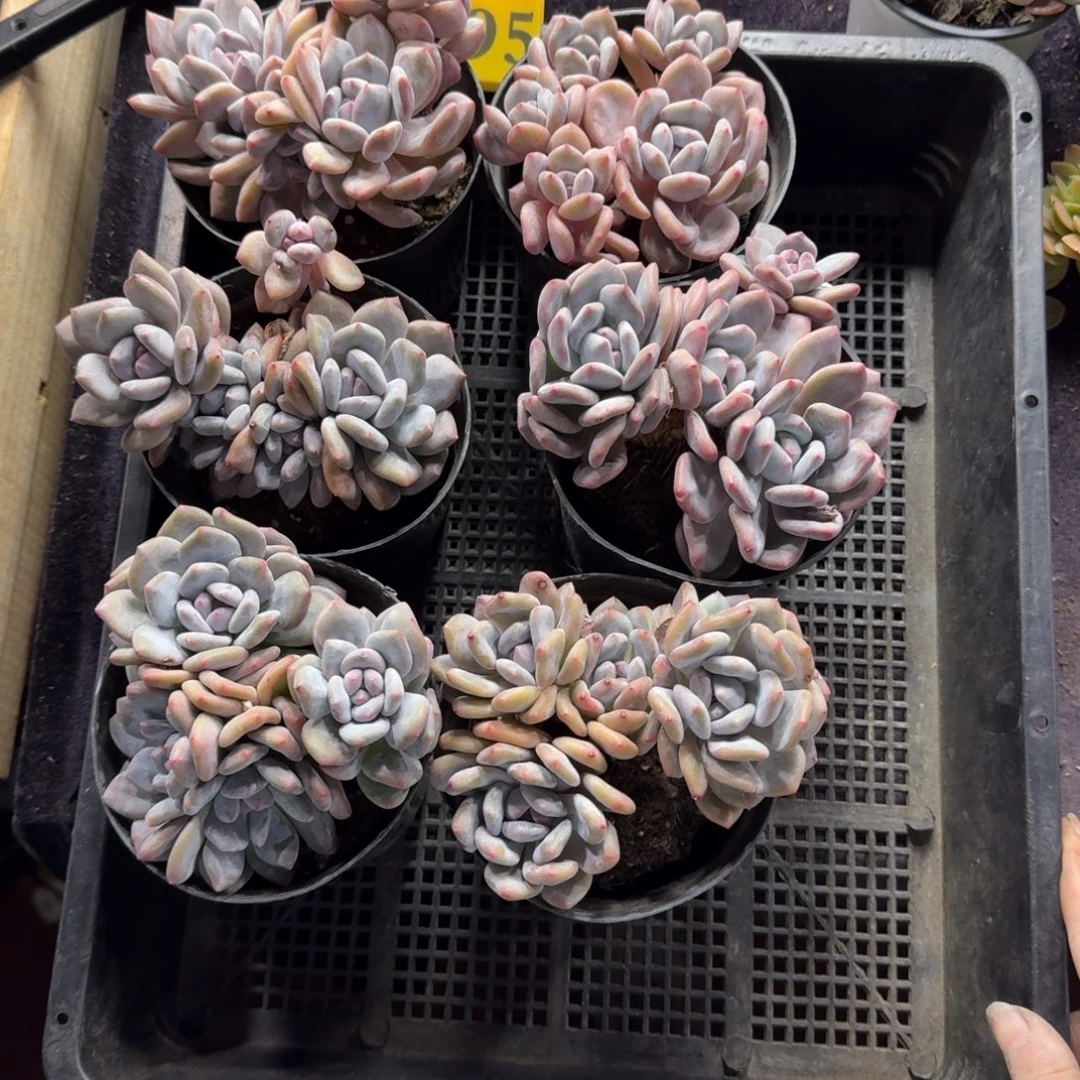 赣***计香橙6颗带盆发95号